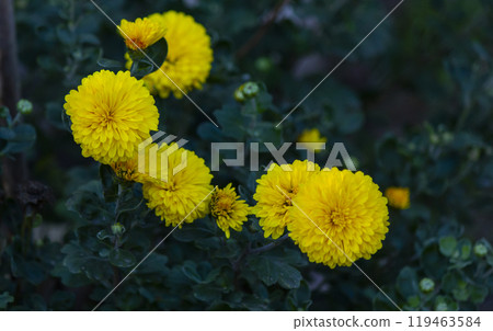 Yellow daisies single-leaf chrysanthemums in the garden Yellow daisies single-leaf chrysanthemums in the garden 119463584