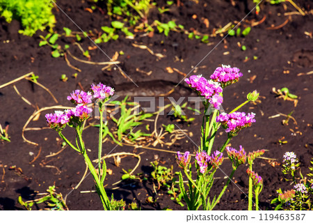 Limonium sinuatum, syn. wavyleaf sea lavender, statice, sea lavender, notch leaf marsh rosemary, sea pink, is a Mediterranean plant species in the family Plumbaginaceae known for its papery flowers. Limonium sinuatum, syn. wavyleaf sea lavender, statice, sea lavender, notch leaf marsh rosemary, sea pink, is a Mediterranean plant species in the family Plumbaginaceae known for its papery flowers. 119463587