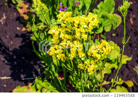 Limonium sinuatum, syn. wavyleaf sea lavender, statice, sea lavender, notch leaf marsh rosemary, sea pink, is a Mediterranean plant species in the family Plumbaginaceae known for its papery flowers. Limonium sinuatum, syn. wavyleaf sea lavender, statice, sea lavender, notch leaf marsh rosemary, sea pink, is a Mediterranean plant species in the family Plumbaginaceae known for its papery flowers. 119463588