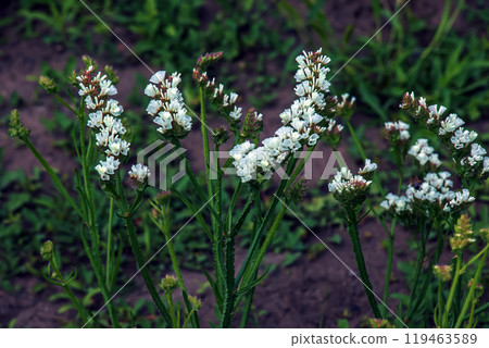 Limonium sinuatum, syn. wavyleaf sea lavender, statice, sea lavender, notch leaf marsh rosemary, sea pink, is a Mediterranean plant species in the family Plumbaginaceae known for its papery flowers. Limonium sinuatum, syn. wavyleaf sea lavender, statice, sea lavender, notch leaf marsh rosemary, sea pink, is a Mediterranean plant species in the family Plumbaginaceae known for its papery flowers. 119463589