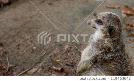 An adult meerkat walks outdoors 119463642