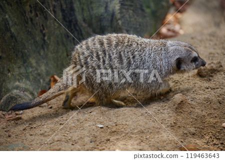 An adult meerkat walks outdoors 119463643