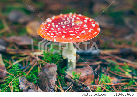 Mature Amanita Muscaria, Known as the Fly Agaric or Fly Amanita Mature Amanita Muscaria, Known as the Fly Agaric or Fly Amanita 119463669