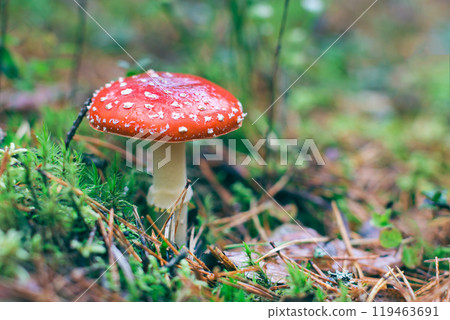 Mature Amanita Muscaria, Known as the Fly Agaric or Fly Amanita Mature Amanita Muscaria, Known as the Fly Agaric or Fly Amanita 119463691