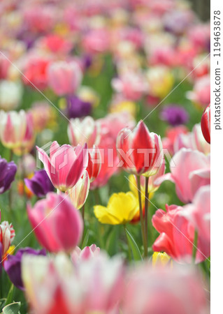 Tulip field Tulip field 119463878