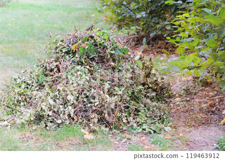 Pruning rose bushes in cottage garden. Pile of cut branches. Gardening. Pruning rose bushes in cottage garden. Pile of cut branches. Gardening. 119463912