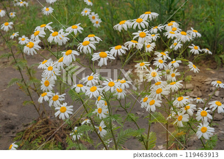 Flowers of Pharmacy chamomile is growing in garden. Countryside garden. Medicine flowers in glade. Blooming flowers. Flowers of Pharmacy chamomile is growing in garden. Countryside garden. Medicine flowers in glade. Blooming flowers. 119463913
