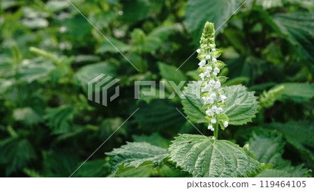 Aojiso flower 119464105