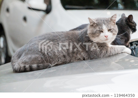 A Serene Gray Cat Relaxing on a Car Hood in Sunlight 119464350