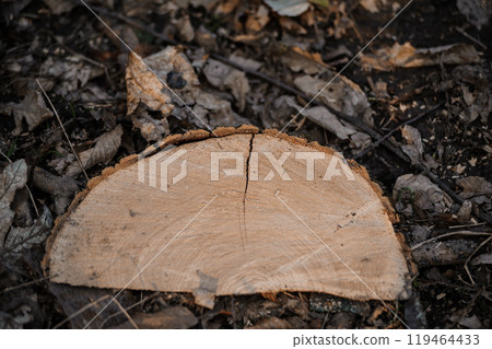 Cross-section of a freshly cut tree stump amidst fallen leaves Cross-section of a freshly cut tree stump amidst fallen leaves 119464433