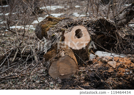 Fallen Tree Stump Surrounded by Brush in a Forest Clearing Fallen Tree Stump Surrounded by Brush in a Forest Clearing 119464434