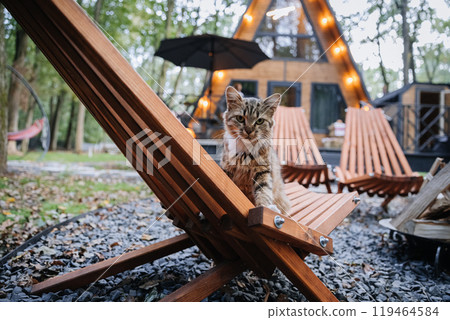 Charming cat relaxing on a wooden lounge chair in front of a cozy cabin in the forest 119464584