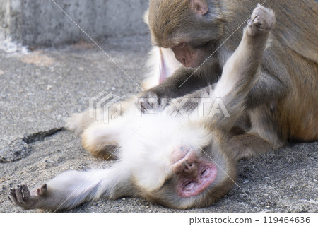 monkey 119464636