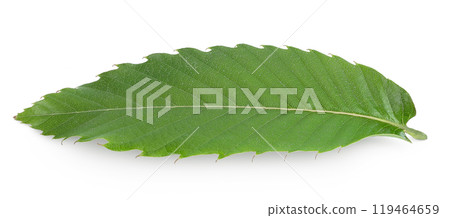 Leaves of sweet chestnut tree isolated on white background. Leaves of sweet chestnut tree isolated on white background. 119464659