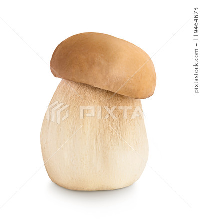 Fresh porcini cep mushroom isolated on white background with full depth of field Fresh porcini cep mushroom isolated on white background with full depth of field 119464673