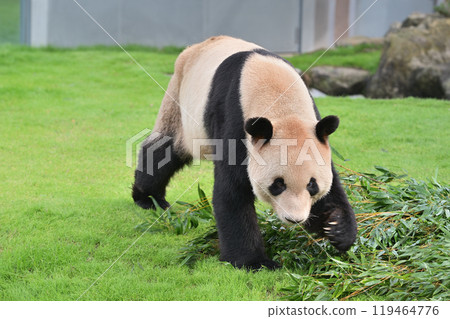 Eimei taking a walk 119464776