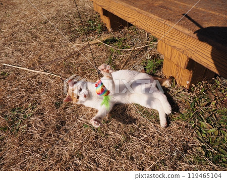 Cute cats playing at a local cat colony 119465104