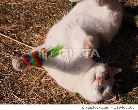Cute cats playing at a local cat colony 119465105