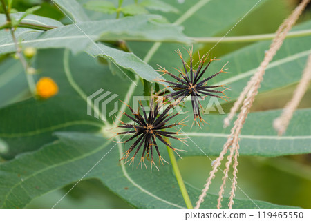 Troublesome Columbine 119465550