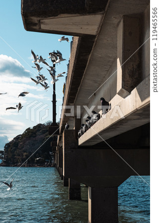 Seagulls to fly away Seagulls to fly away 119465566