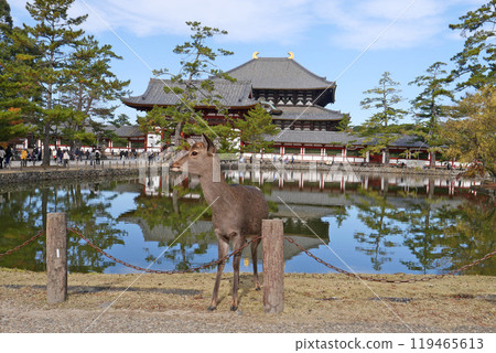 東大寺、鏡池、大佛殿 119465613