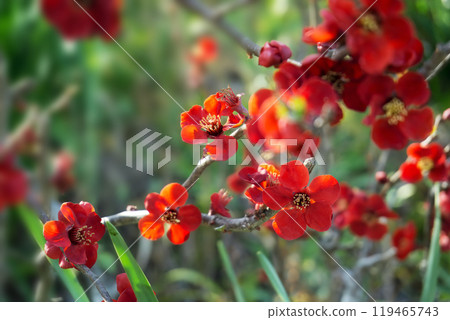 春天三月盛開的紅色散景花朵 119465743