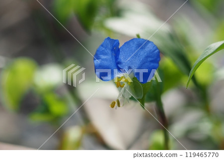 Tsutsukusa的花 119465770