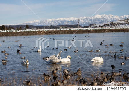 A flock of swans wintering at Tajiri Pond 119465795
