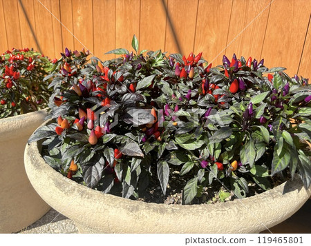觀賞紅辣椒 觀賞紅辣椒 119465801