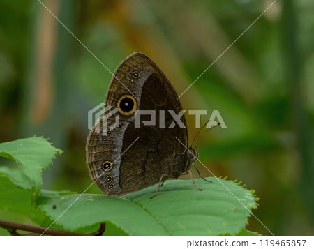 A small butterfly resting on a green leaf in the forest A small butterfly resting on a green leaf in the forest 119465857