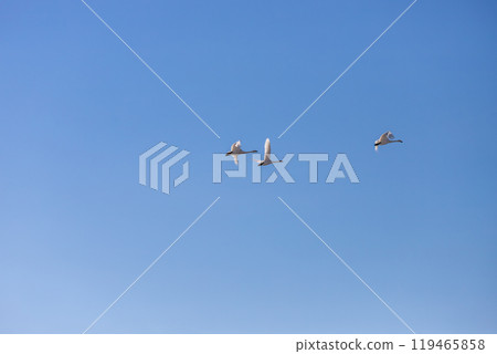 Flocks of swans migrating from Siberia to Japan 119465858