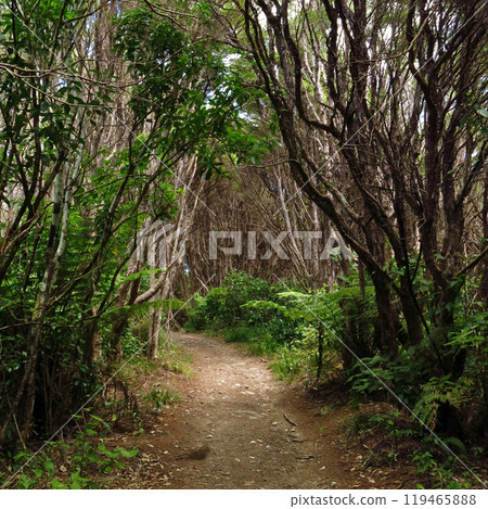 Queen Charlotte Track hiking route in the Marlborough Sounds Queen Charlotte Track hiking route in the Marlborough Sounds 119465888