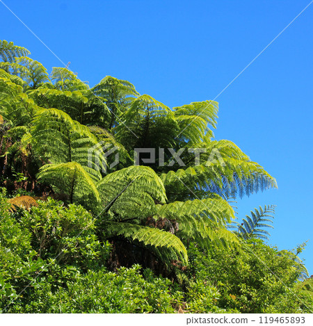 Fern tree growing in New Zealand. 119465893