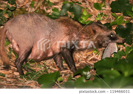 night photography raccoon dog tanuki wild animal disease skin mosquito visitor night photography raccoon dog tanuki wild animal disease skin mosquito visitor 119466031