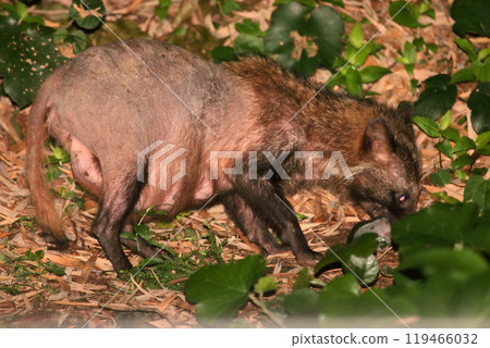 夜間攝影 貉 野生動物 疾病 皮膚 蚊子 訪客 夜間攝影 貉 野生動物 疾病 皮膚 蚊子 訪客 119466032
