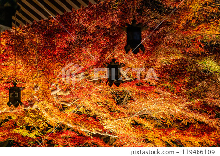 [神奈川縣] 長谷寺的紅葉彩燈 119466109