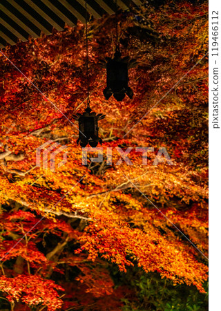 [神奈川縣] 長谷寺的紅葉彩燈 119466112