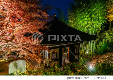 [Kanagawa Prefecture] The vibrantly colored autumn leaves at Hasedera Temple are illuminated 119466120