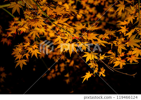 Beautiful illuminated autumn leaves 119466124
