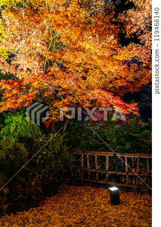 [神奈川縣] 長谷寺的紅葉彩燈 119466140