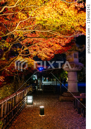 [神奈川縣] 長谷寺的紅葉彩燈 119466141