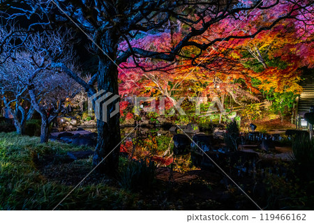 [神奈川縣] 長谷寺的紅葉彩燈 119466162