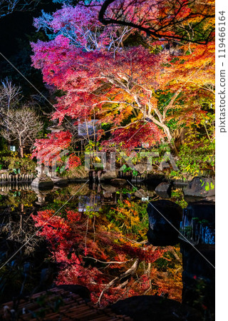 [Kanagawa Prefecture] The vibrantly colored autumn leaves at Hasedera Temple are illuminated 119466164