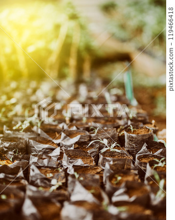 Small plants in black bags in a home garden. Small home nursery 119466418