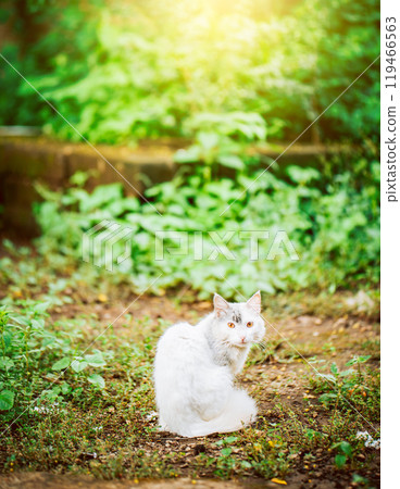 Portrait of a cute white cat in the yard looking at the camera 119466563