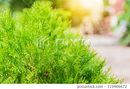 Araucaria pine leaves background with text space. Details of araucaria leaves with space for text 119466672