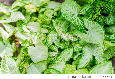 Caladium leaves background. Details of caladium plants in a garden. Tropical Caladium Leaves 119466673