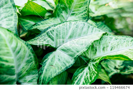 Tropical Caladium Leaves. Caladium leaves background. Details of caladium plants in a garden Tropical Caladium Leaves. Caladium leaves background. Details of caladium plants in a garden 119466674