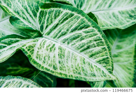 Details of caladium plants in a garden. Tropical Caladium Leaves. Caladium leaves background Details of caladium plants in a garden. Tropical Caladium Leaves. Caladium leaves background 119466675
