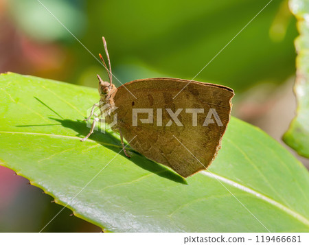 一隻棕色紫色甲蟲棲息在綠葉上 一隻棕色紫色甲蟲棲息在綠葉上 119466681